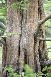 《寂静岭2：重制版》新片段：注意周围 拿武器狂打敌人